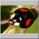 Harmonia axyridis - Asiatischer Marienkaefer 32.jpg